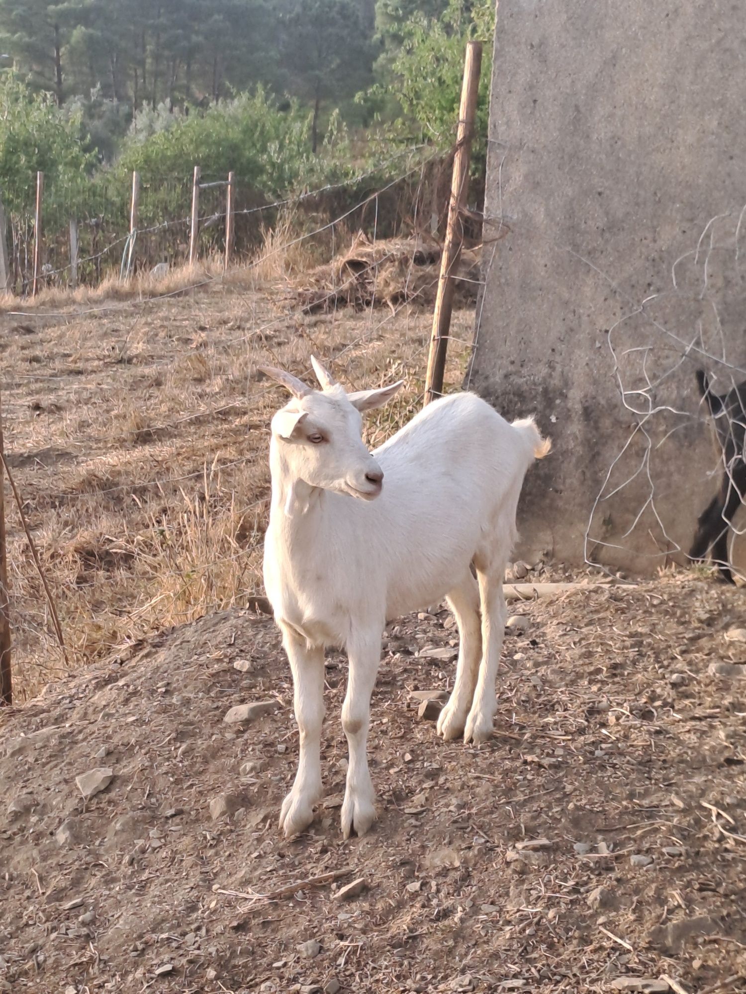 Cabrita Sannen com 4 meses