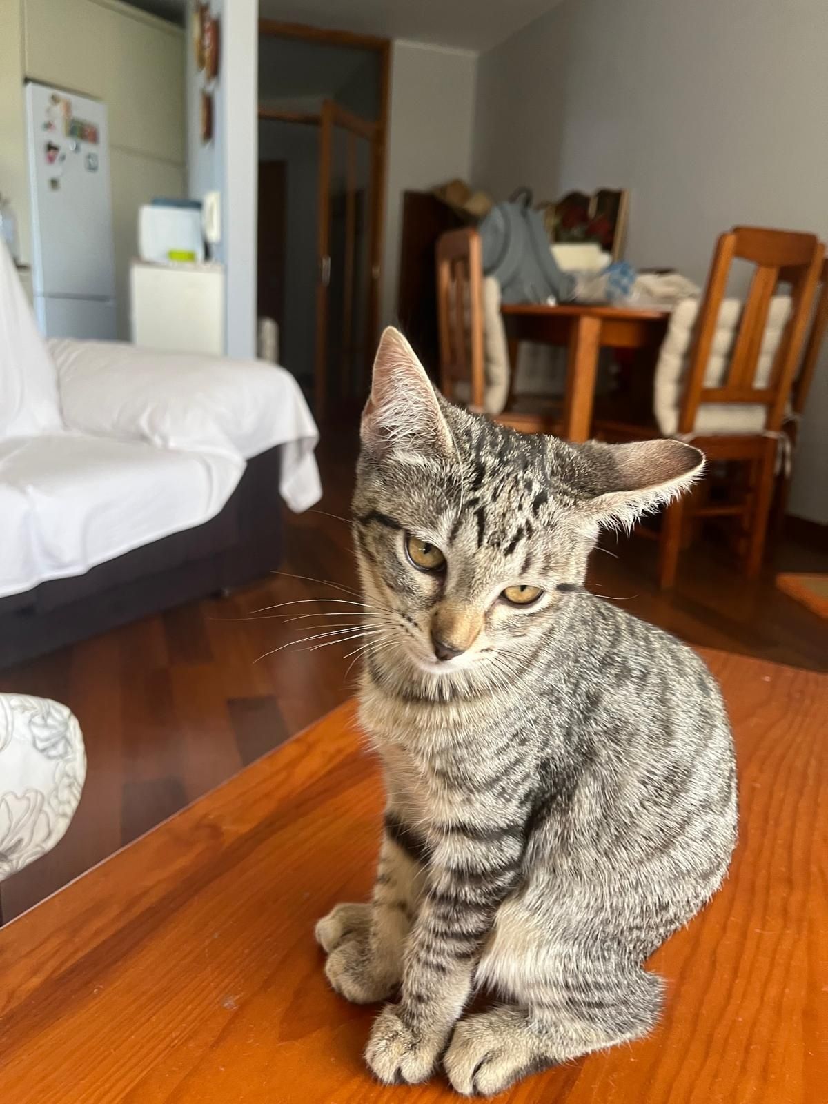 Gatinha 3meses parda muito meiga