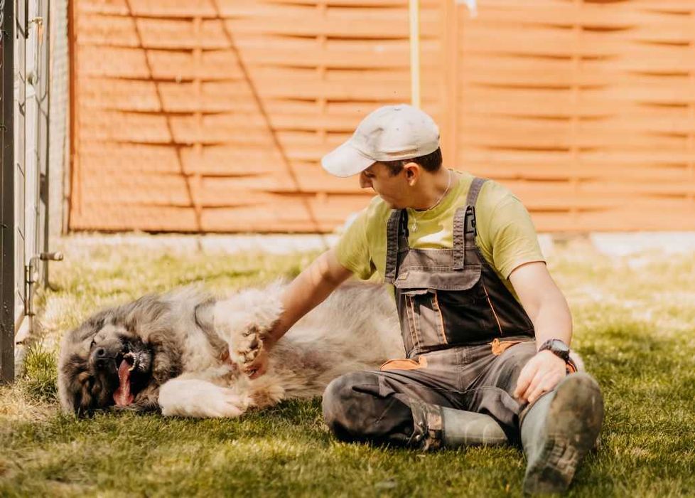 Owczarek kaukaski Gucio poleca się do adopcji!!!