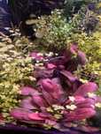 Roślina akwariowa Samolus parviflorus 'Red'