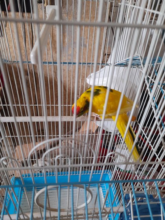 Gaiola grande como nova +lindíssima ave.