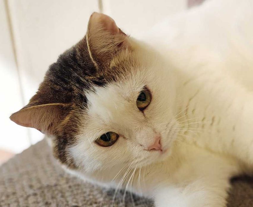 Киця Брошка - біла шубка, темні вушка - чекає вас ! кішка кошеня  кіт