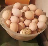 Jajeczka wiejskie