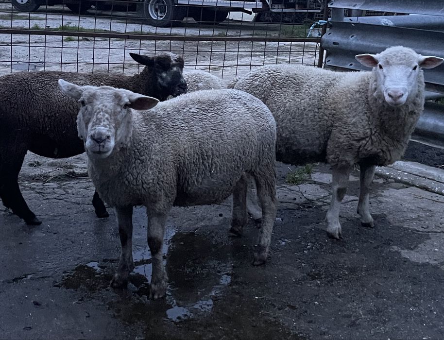 3 ovelhas prenhas 1 macho île de france cx ( ler anuncio )