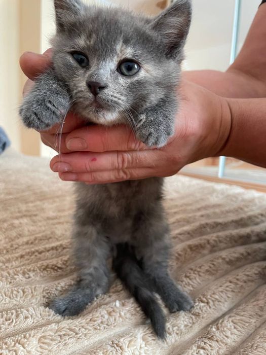 Безкоштовно котики