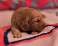 Piesek mini goldendoodle