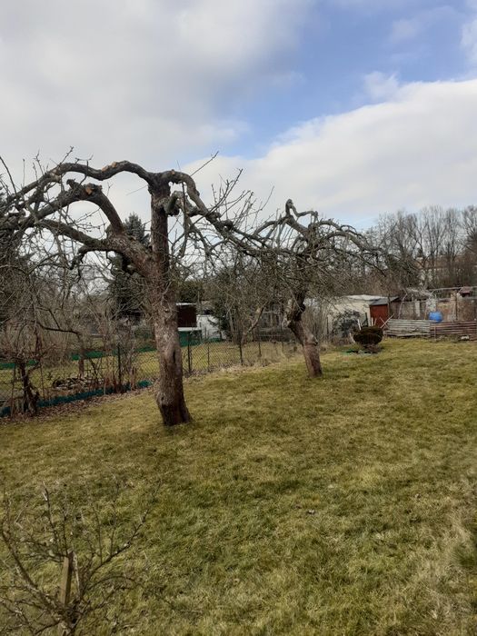 Koszenie, wycinka drzew, czyszczenie działek, pielęgnacja ogrodu