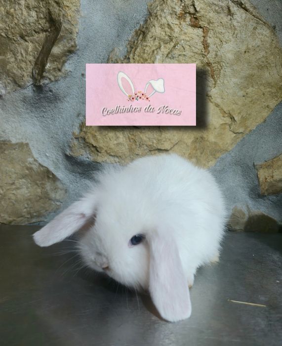 Coelhos anões mini lop