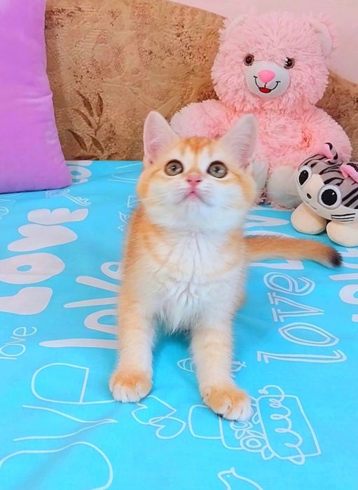 Надзвичайно ніжна зеленоока красуня шотландочка