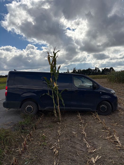 ŚWIEŻE POLSKIE nasiona kukurydzy FLORES na ziarno i kiszonkę!