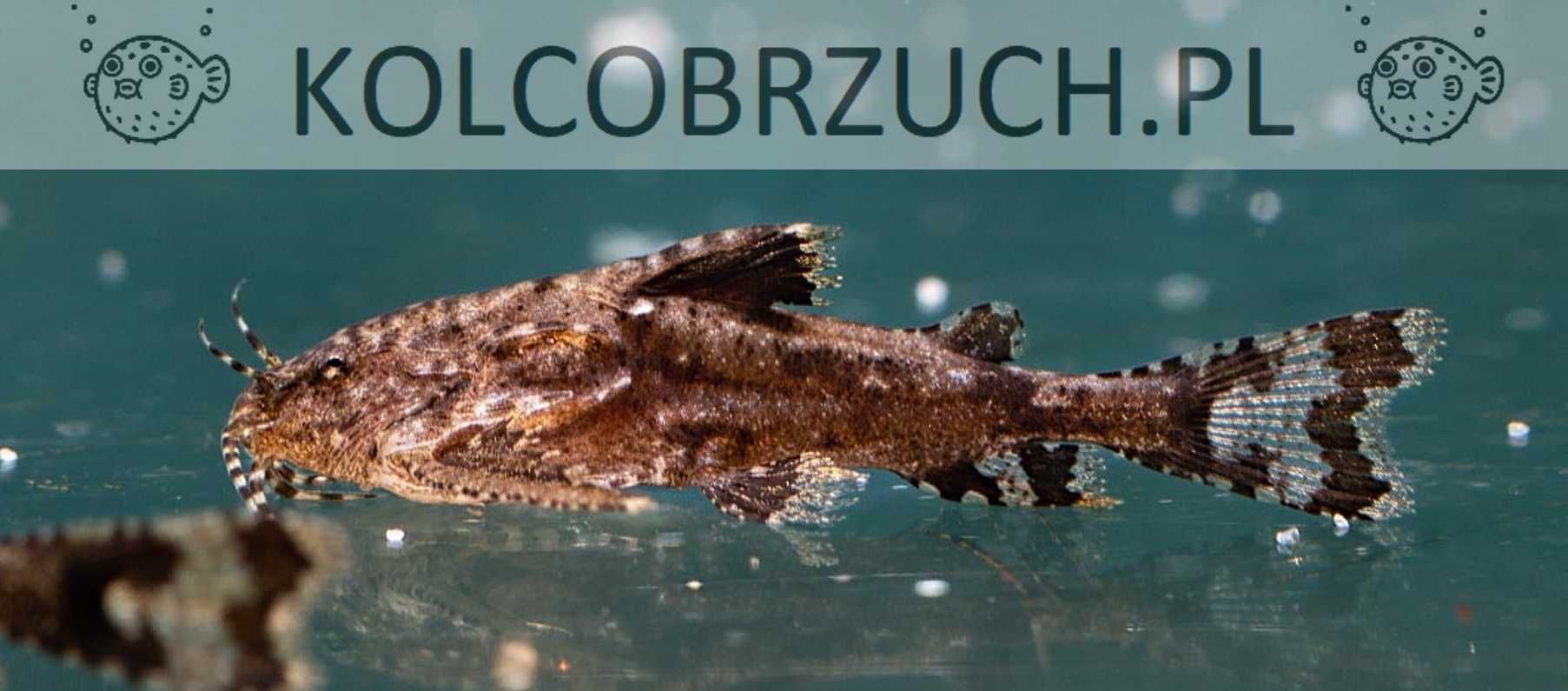 Sum kotwicowy - Hara jerdoni - Sumik - dowóz, wysyłka