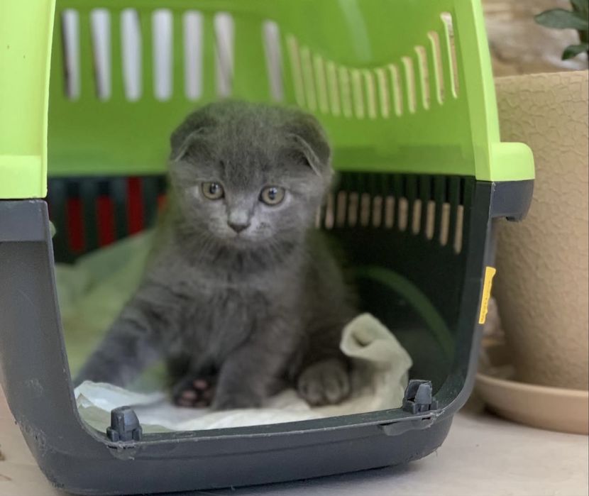Скоттиш фолд мальчик