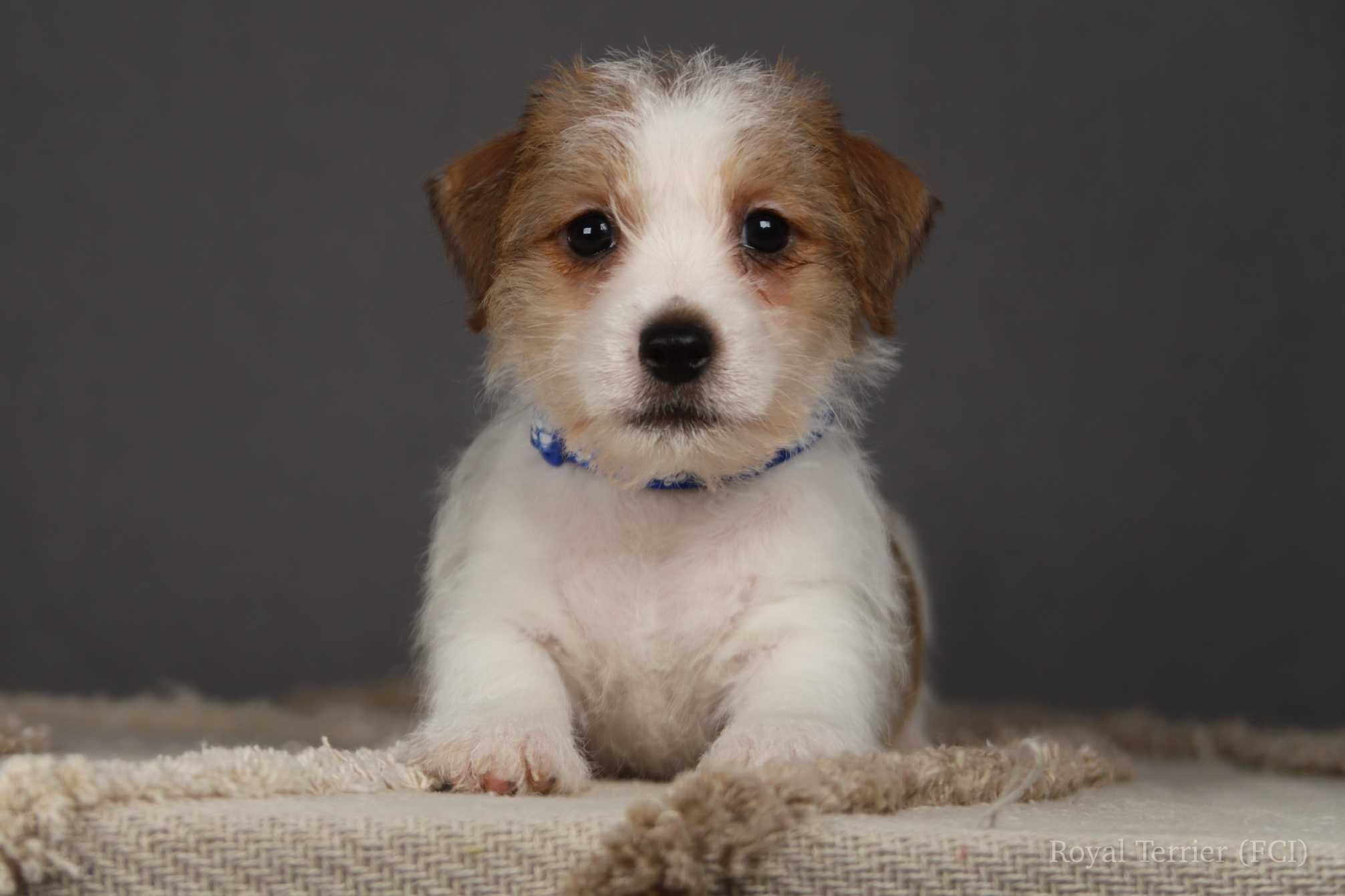 piesek Jack Russell terrier ZKWP/FCI szorstkowłosy