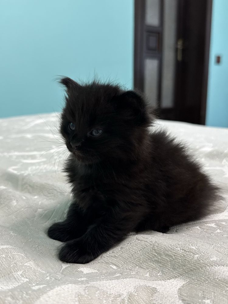 котики шукають люблячі родини