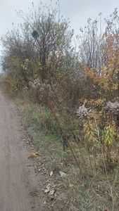 промислова земля  1,9777 га, м. Шепетівка, вулиця Пекарська