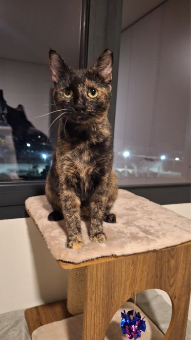 Gatinha Pixie 10 meses adopcao