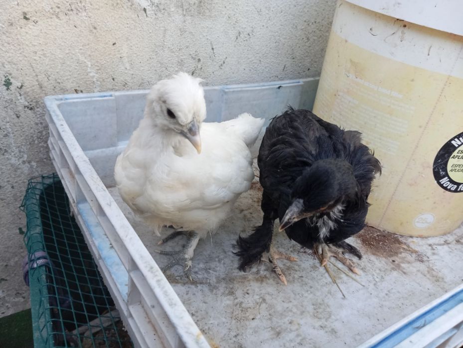 Frangos jovens Brahma × lusitana
