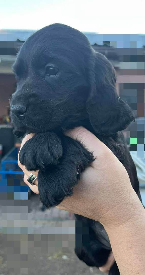 Cocker Spaniel angielski Piesek Rodowód