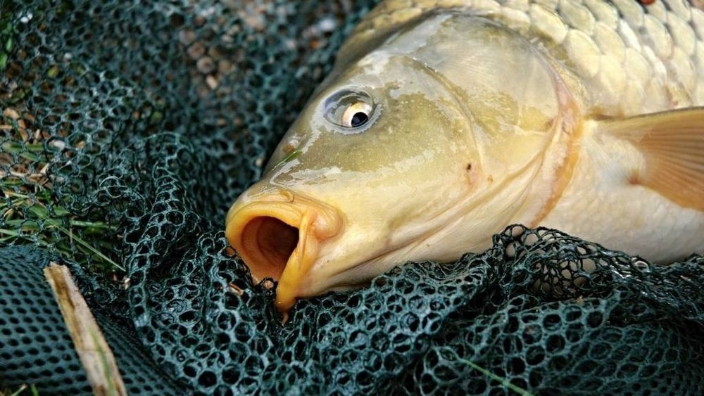 Choinki,choinka,świerki, jodła kaukaska, świerk srebrny w doniczkach