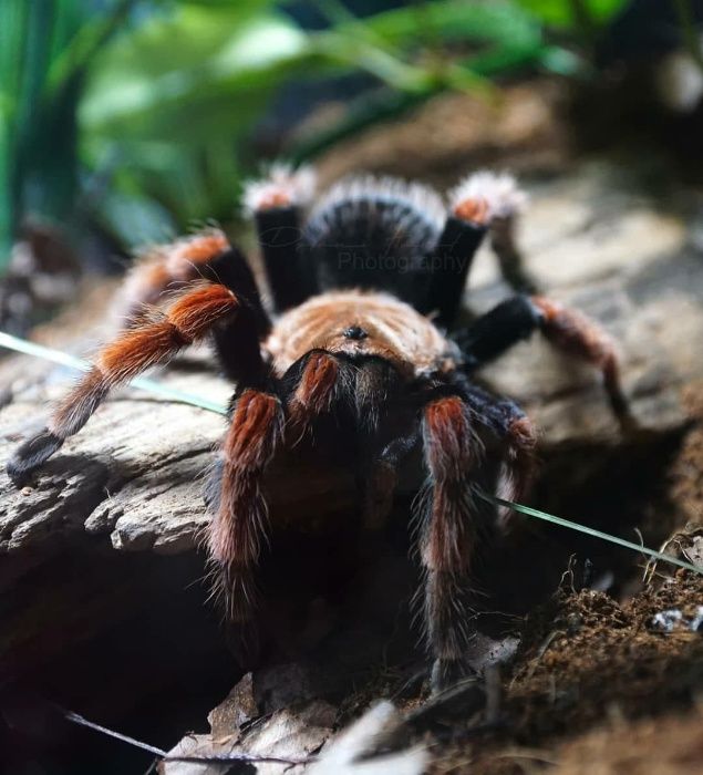 самка Brachypelma boehmei паука птицееда для новичков животное