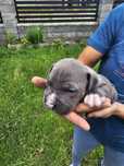 Amstaff Staffordshire Terrier piesek błękitny