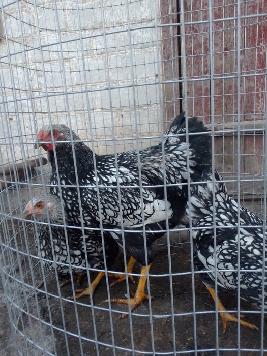 Продам сім'ю курей віандот
