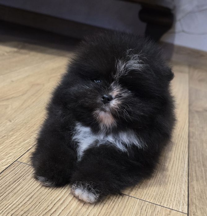 Szpic miniaturowy pomeranian