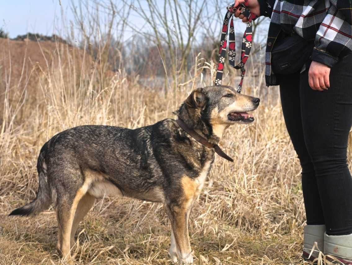Togo - starszy psiak, spokojny i zrównoważony do adopcji.