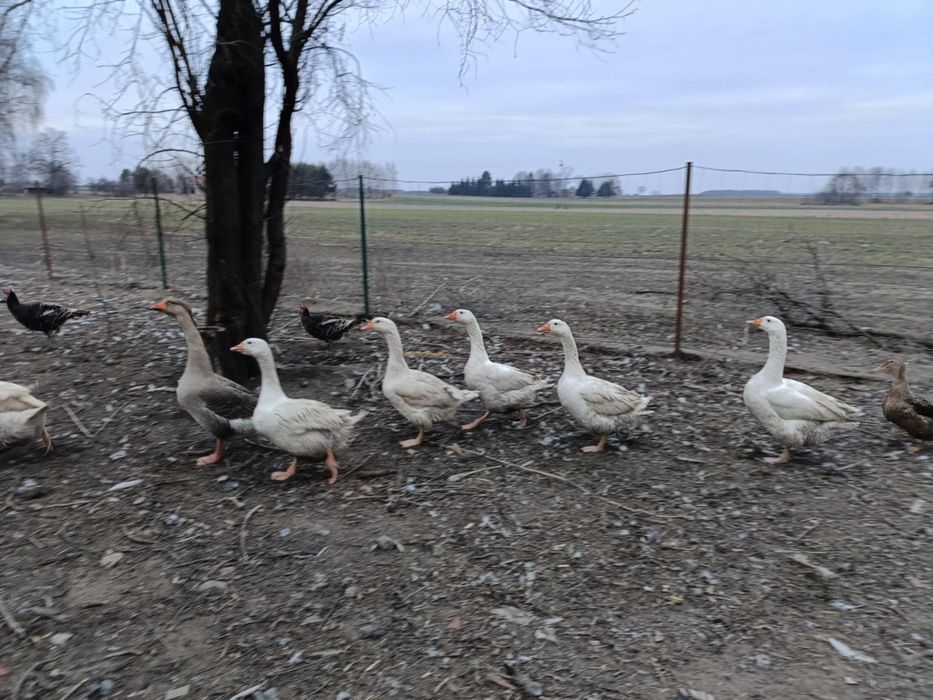 Gęsi kaczki indyki koguty "żywe tuszki " z gospodarstwa