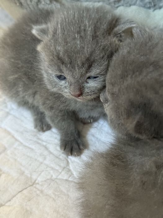 Kot brytyjski niebieski liliowy