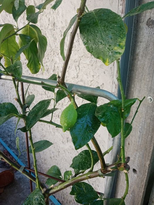 Продам дерево лимон ( с лимоном))