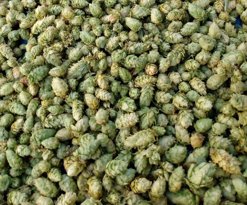 Lúpulo (Humulus Lupulus)-hops-hopfen-houblon-cerveja artesanal/infusão
