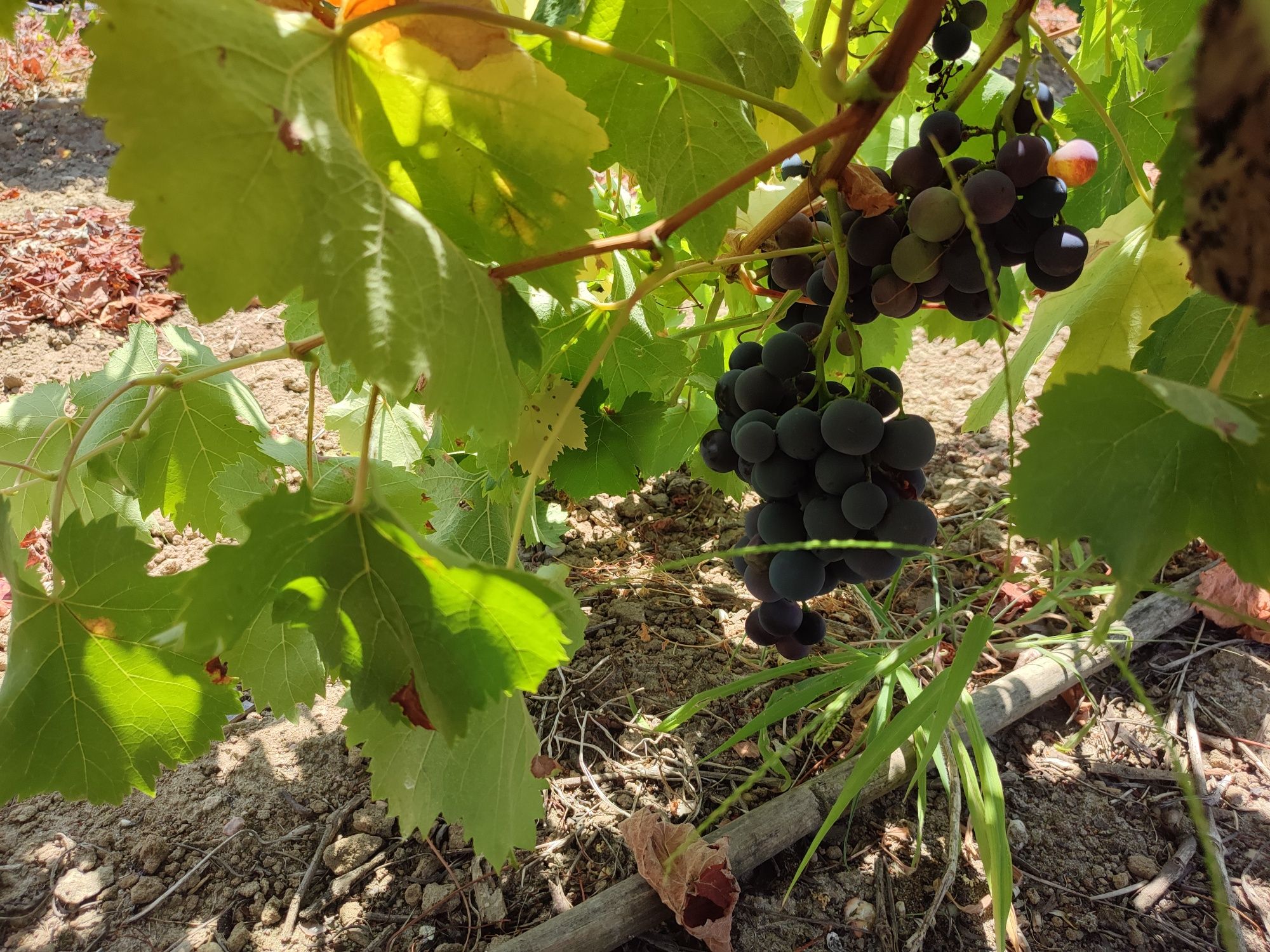Vendo uvas brancas e tintas para vinho