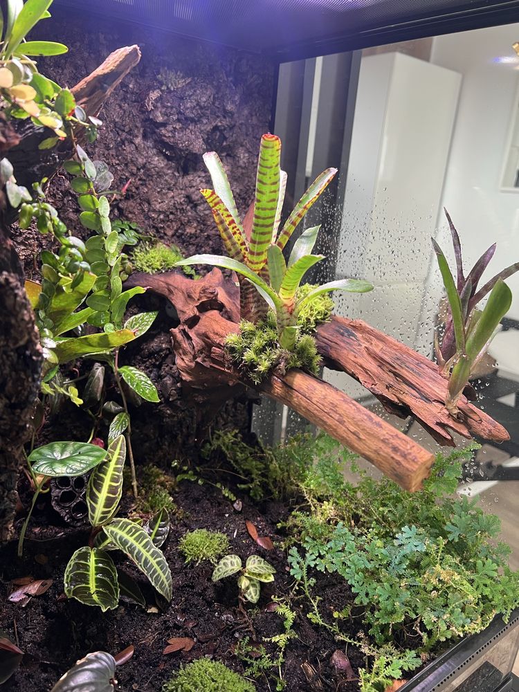 Terrarium tropikalne z wyposażeniem