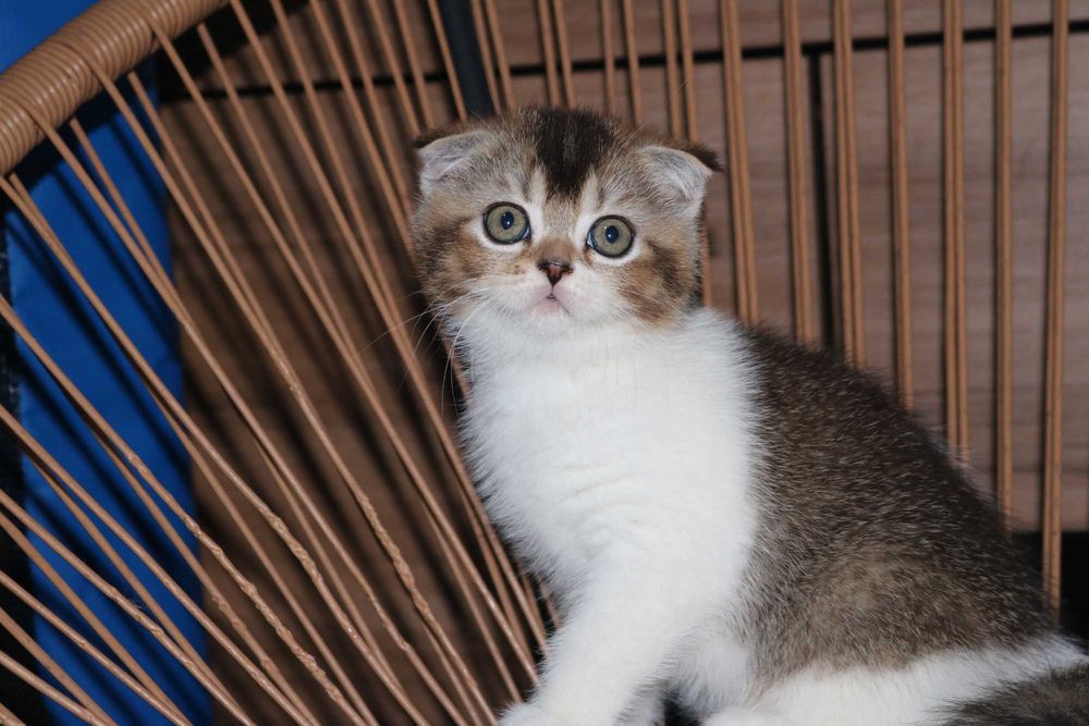 Uma gatinha scottish  fold bicolor