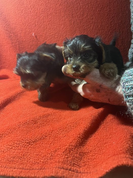 Йоркширский терьер