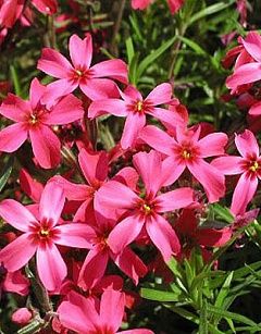 Шиловидні флокси,грунтопокривні