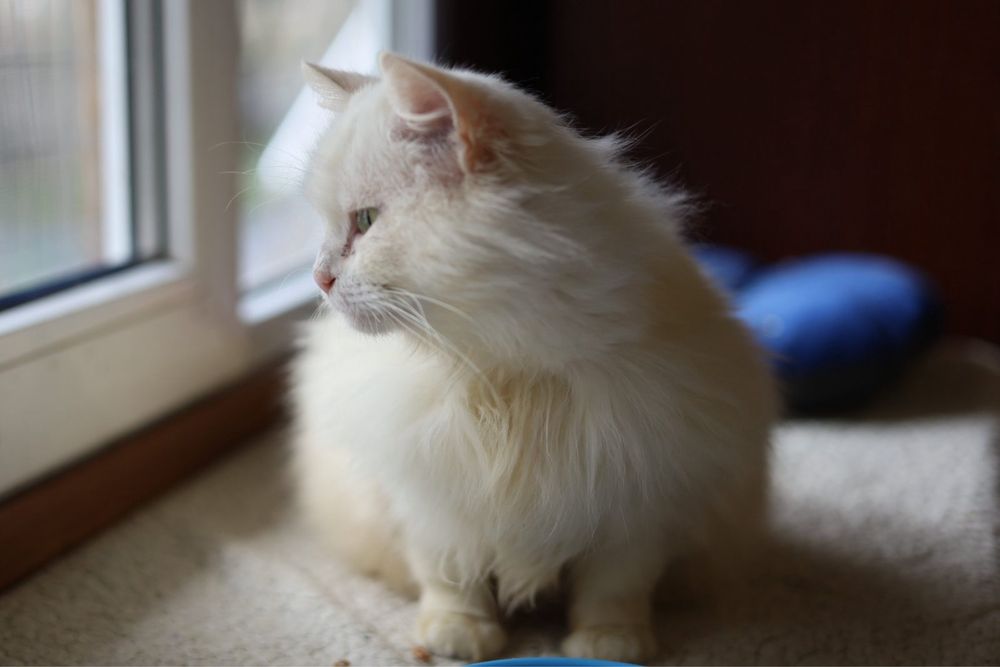 Котик мальчик 3 годика Альбинос белый