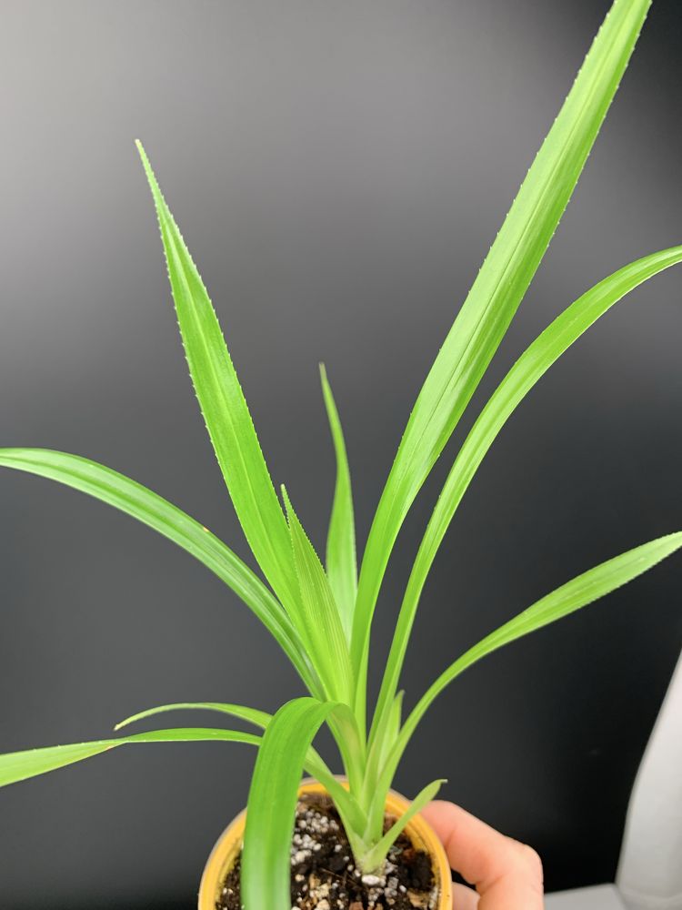 Панданус (Pandanus veitchii)
