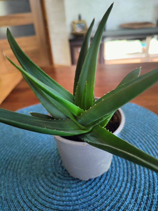 Aloes, Aloe spiralis, Pentagona, Aloes kolekcjonerski
