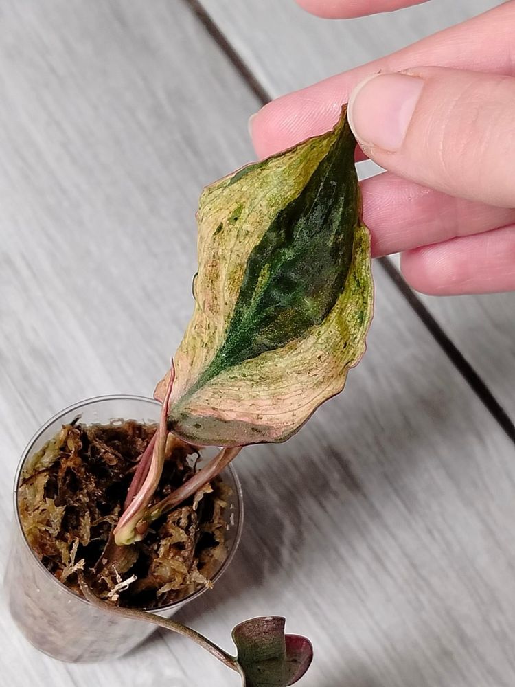 Philodendron Micans Pink Mint Variegata