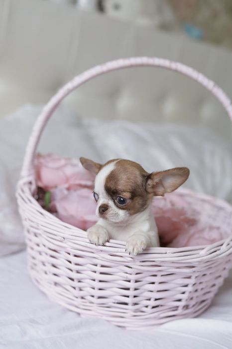 Ultra mini unique dziewczynka chihuahua fci