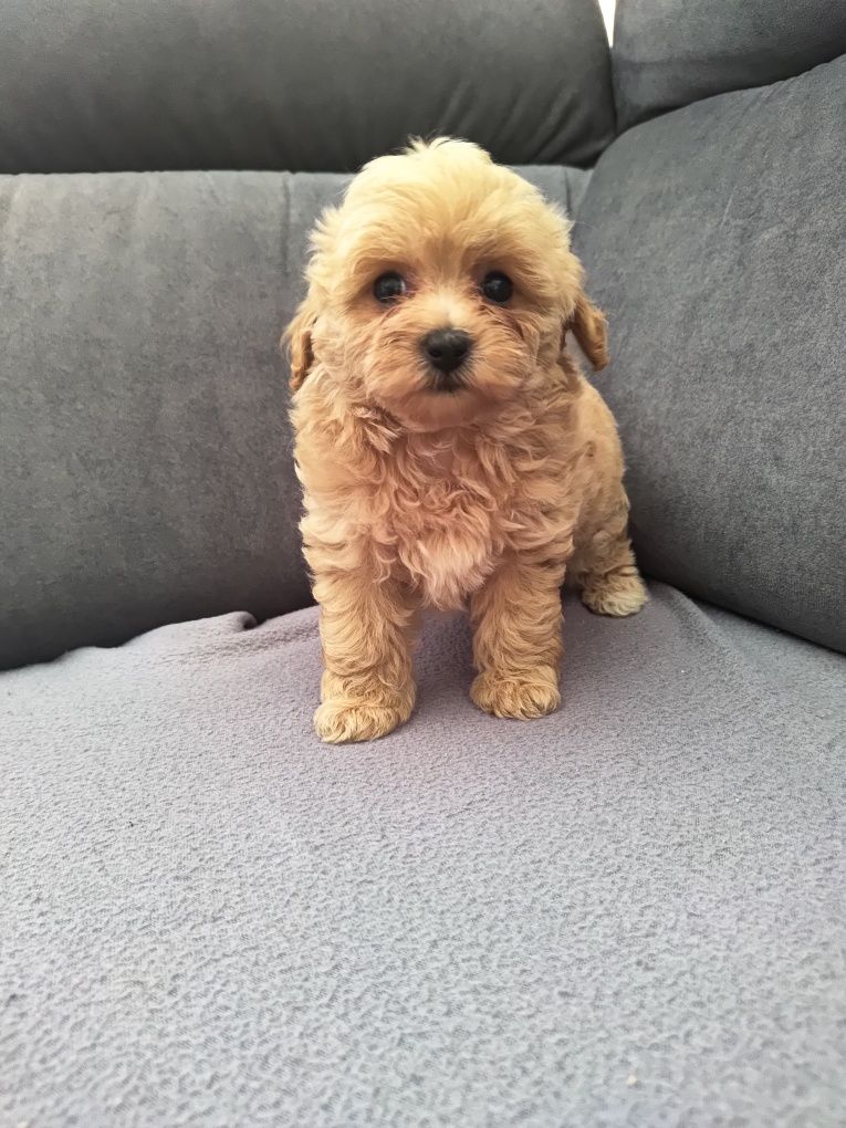 Maltipoo gotowe do odbioru