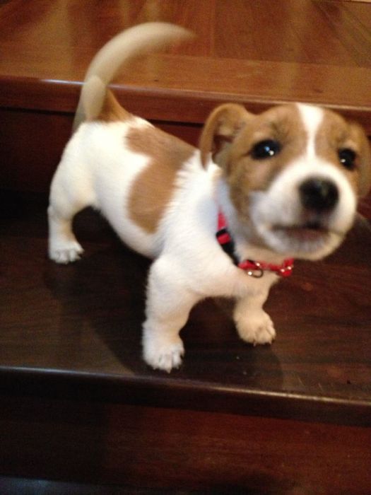 Джек рассел терьер, щенок пес патрон