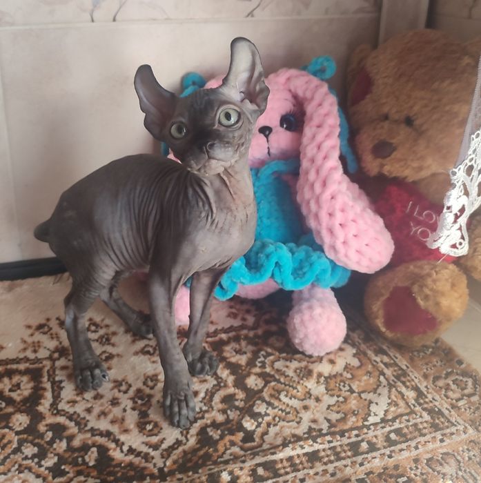 Девочки канадский сфинкс эльф!!!