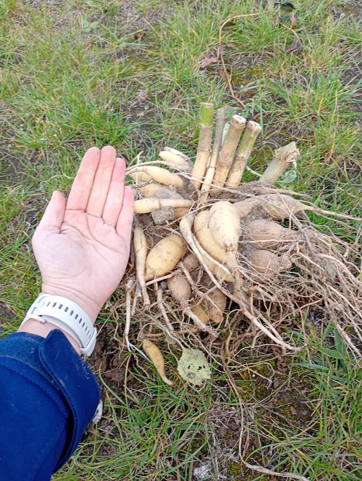 dalia Snowflake (pomponowa) - 5 szt