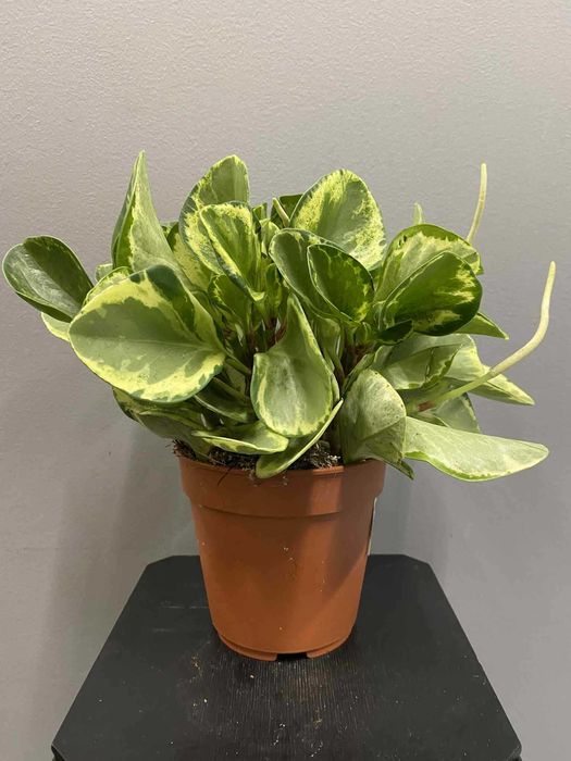 Peperomia Golden Gate Bezpieczna dla zwierząt