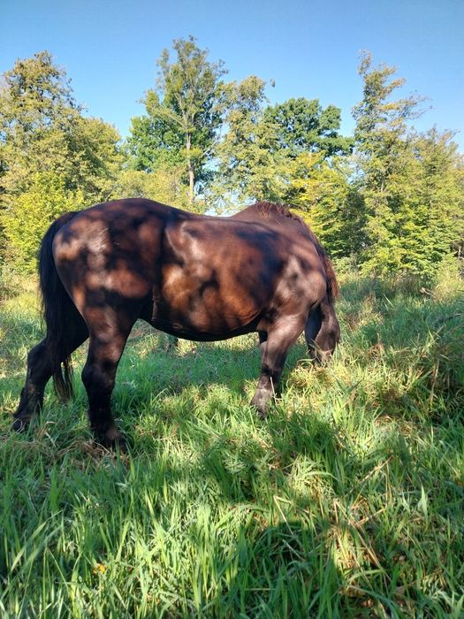 Sprzedam  ładną klacz