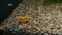 Neocaridina orange