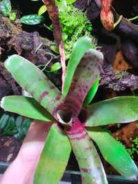 Neoregelia +odrost